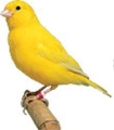 online backup canary