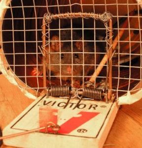 Better Online Backup Mousetrap