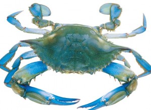 Bluecrab